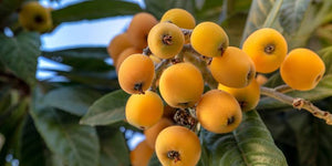 LOQUAT THAMES PRIDE PB5