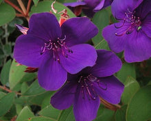 Load image into Gallery viewer, TIBOUCHINA EDWARDSII 2.5L
