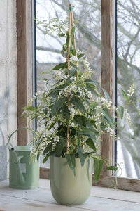 HARDENBERGIA VIOLACEA ALBA