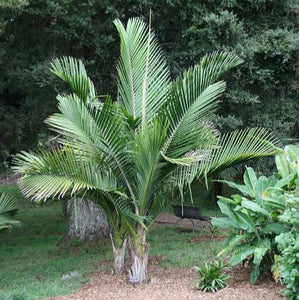 RHOPALOSTYLIS BAUERI VAR. KERMADECENSIS KERMADEC NIKAU 5.0L