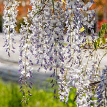 Load image into Gallery viewer, WISTERIA FLORIBUNDA GEISHA 3.5L
