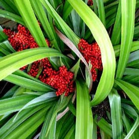 ASTELIA CHATHAMICA RED SEEDPOD 3.0L