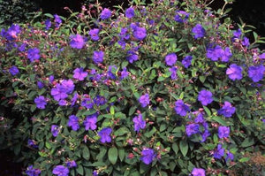 TIBOUCHINA EDWARDSII 2.5L