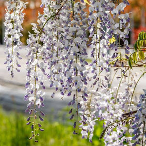 WISTERIA FLORIBUNDA GEISHA 3.5L