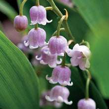 Load image into Gallery viewer, CONVALLARIA MAJALIS ROSEA LILY OF THE VALLEY 09CM
