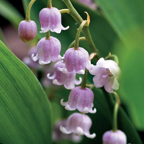 CONVALLARIA MAJALIS ROSEA LILY OF THE VALLEY 09CM