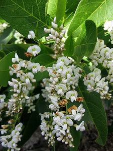 HARDENBERGIA VIOLACEA ALBA