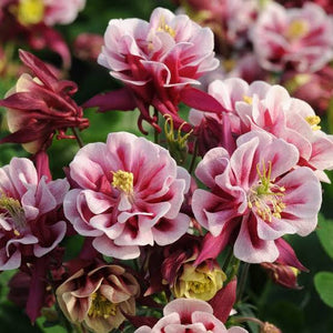 AQUILEGIA WINKY DOUBLE RED SEED