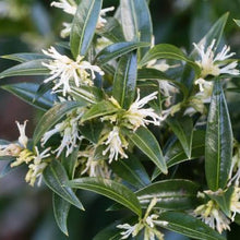 Load image into Gallery viewer, SARCOCOCCA RUSCIFOLIA FRAGRANT SWEET BOX 2.0L
