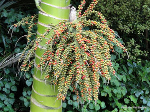 RHOPALOSTYLIS BAUERI VAR. KERMADECENSIS KERMADEC NIKAU 5.0L