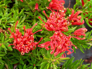 GREVILLEA NEW BLOOD 2.5L