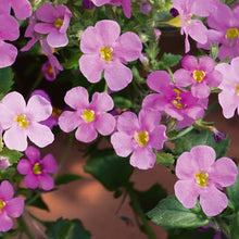 Load image into Gallery viewer, BACOPA SCOPIA GULLIVER PINK 1.5L
