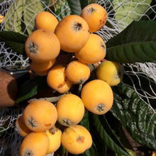 Load image into Gallery viewer, LOQUAT THAMES PRIDE PB5
