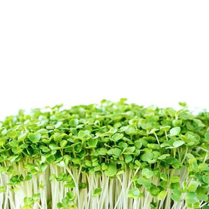 MICROGREENS ROCKET EMERALDS SEED