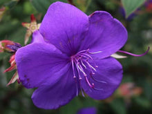 Load image into Gallery viewer, TIBOUCHINA EDWARDSII 2.5L
