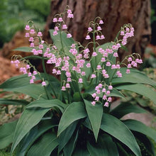 Load image into Gallery viewer, CONVALLARIA MAJALIS ROSEA LILY OF THE VALLEY 09CM
