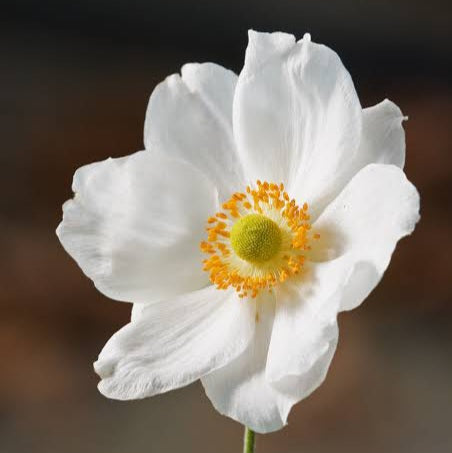 ANEMONE JAPONICA SINGLE WHITE 2.5L