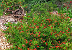 GREVILLEA NEW BLOOD 2.5L