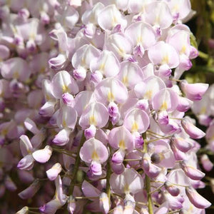 WISTERIA FLORIBUNDA LIPSTICK