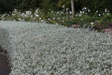 Load image into Gallery viewer, TEUCRIUM FRUTICANS STANDARD 1.0M
