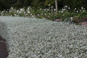 TEUCRIUM FRUTICANS STANDARD 1.0M