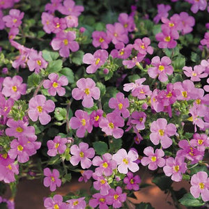 BACOPA SCOPIA GULLIVER PINK 1.5L