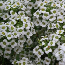 Load image into Gallery viewer, ALYSSUM CARPET OF SNOW SEED
