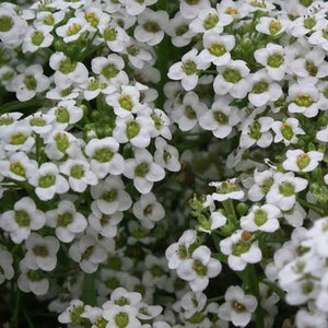 ALYSSUM CARPET OF SNOW SEED