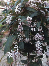 Load image into Gallery viewer, HARDENBERGIA VIOLACEA ALBA
