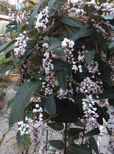 HARDENBERGIA VIOLACEA ALBA