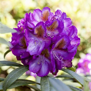 RHODODENDRON BLUEBELL 6.0L