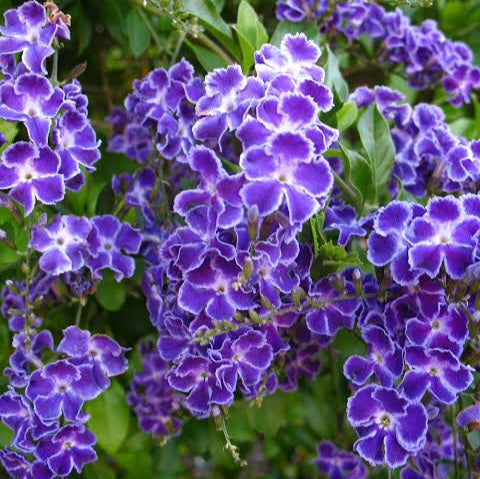 DURANTA REPENS GEISHA GIRL