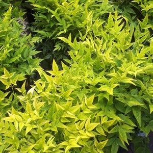 NANDINA MAGICAL LEMON & LIME 2.4L