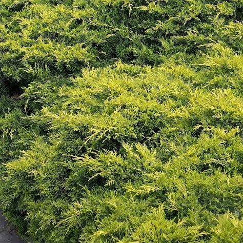 JUNIPERUS X MEDIA GOLD COAST 6.0L