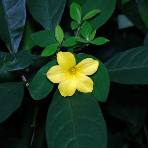 REINWARDTIA INDICA