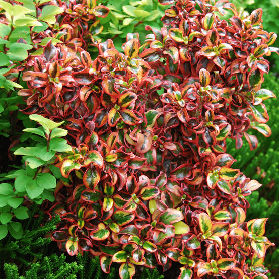 COPROSMA TEQUILA SUNRISE 2.5L