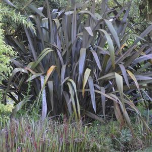 PHORMIUM WILD WOOD 3.0L