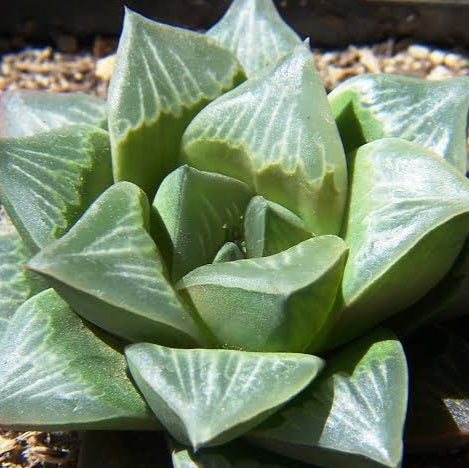 HAWORTHIA MUTICA