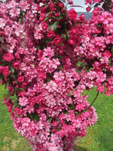 Load image into Gallery viewer, CRABAPPLE MALUS FLAMINGO PB18
