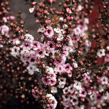 Load image into Gallery viewer, LEPTOSPERMUM SUNRAYSIA 2.5L
