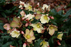 HELLEBORUS BALLARDIAE CAMELOT