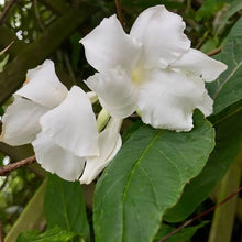 Load image into Gallery viewer, MANDEVILLA LAXA 3.5L
