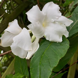 MANDEVILLA LAXA 3.5L