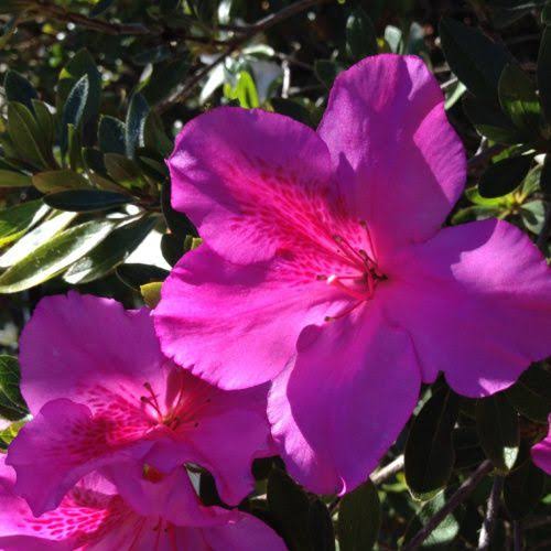 AZALEA EVERGREEN PURPLE GLITTERS 2.5L