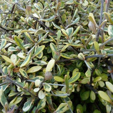 Load image into Gallery viewer, COROKIA SUNSPLASH 1.0L
