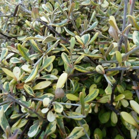 COROKIA SUNSPLASH 1.0L