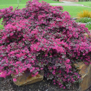 LOROPETALUM PLUM GORGEOUS