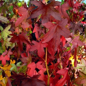 LIQUIDAMBAR STYRACIFLUA BURGUNDY PB28