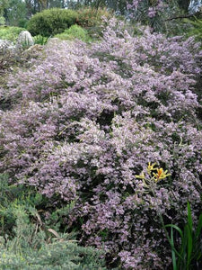 THRYPTOMENE PAYNES HYBRID 2.5L