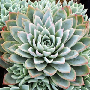 ECHEVERIA VIOLET QUEEN 1.9L